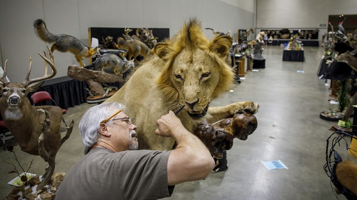 Going inside the Super Bowl of taxidermy in Peoria.